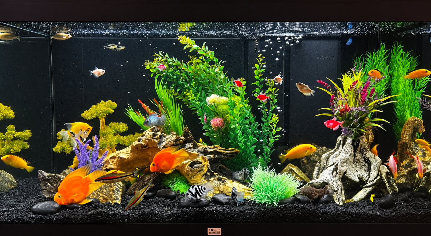 Bright freshwater aquarium with colourful fish and dense decorative planting